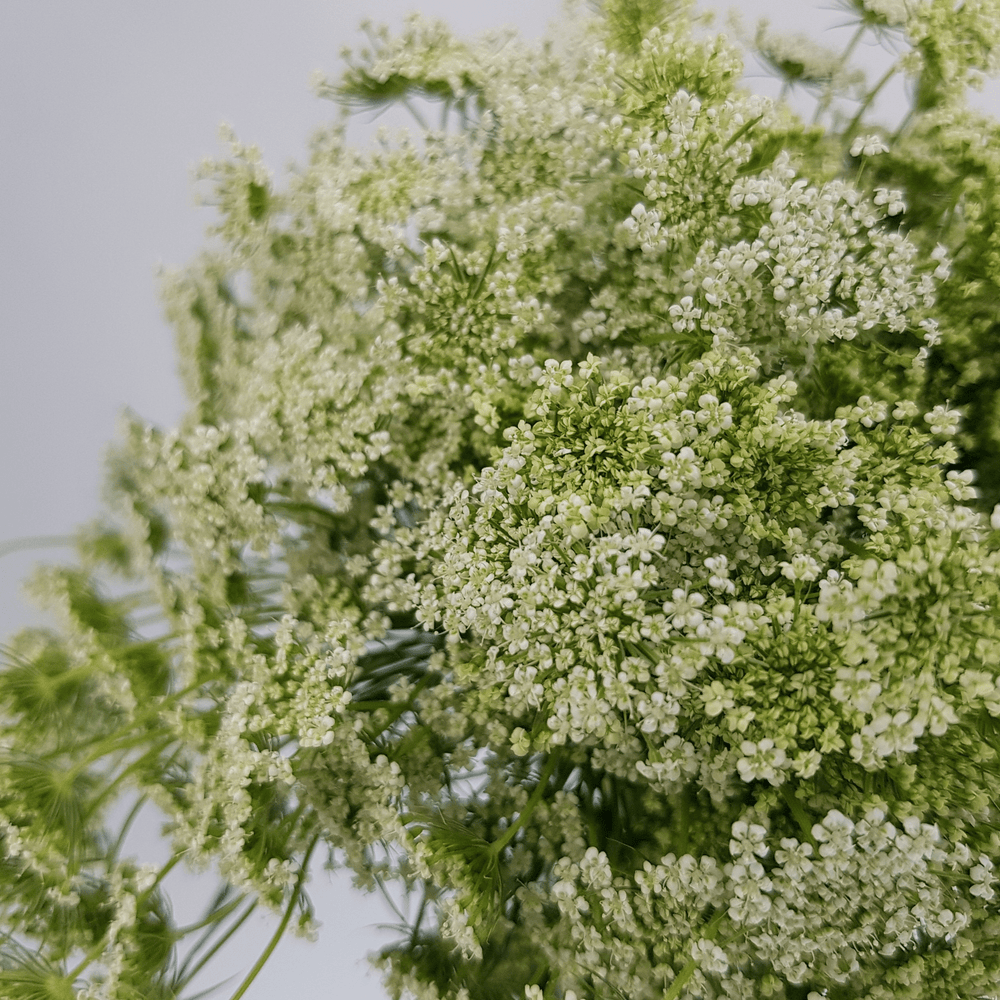 Ammi Majus - Green White