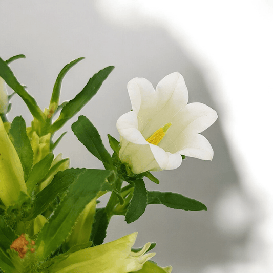 Campanula - White