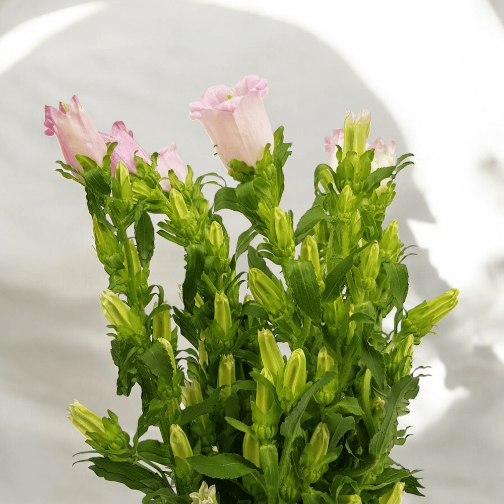 Campanula - Pink