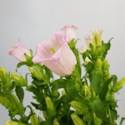 Campanula - Pink