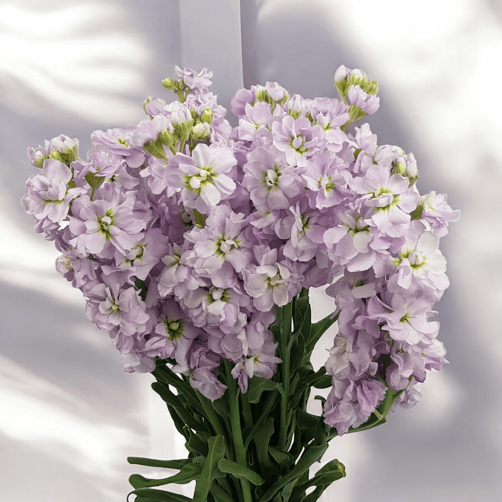 Mathiola L Fresh-Cut Flowers Matthiola | Floristika.com.my
