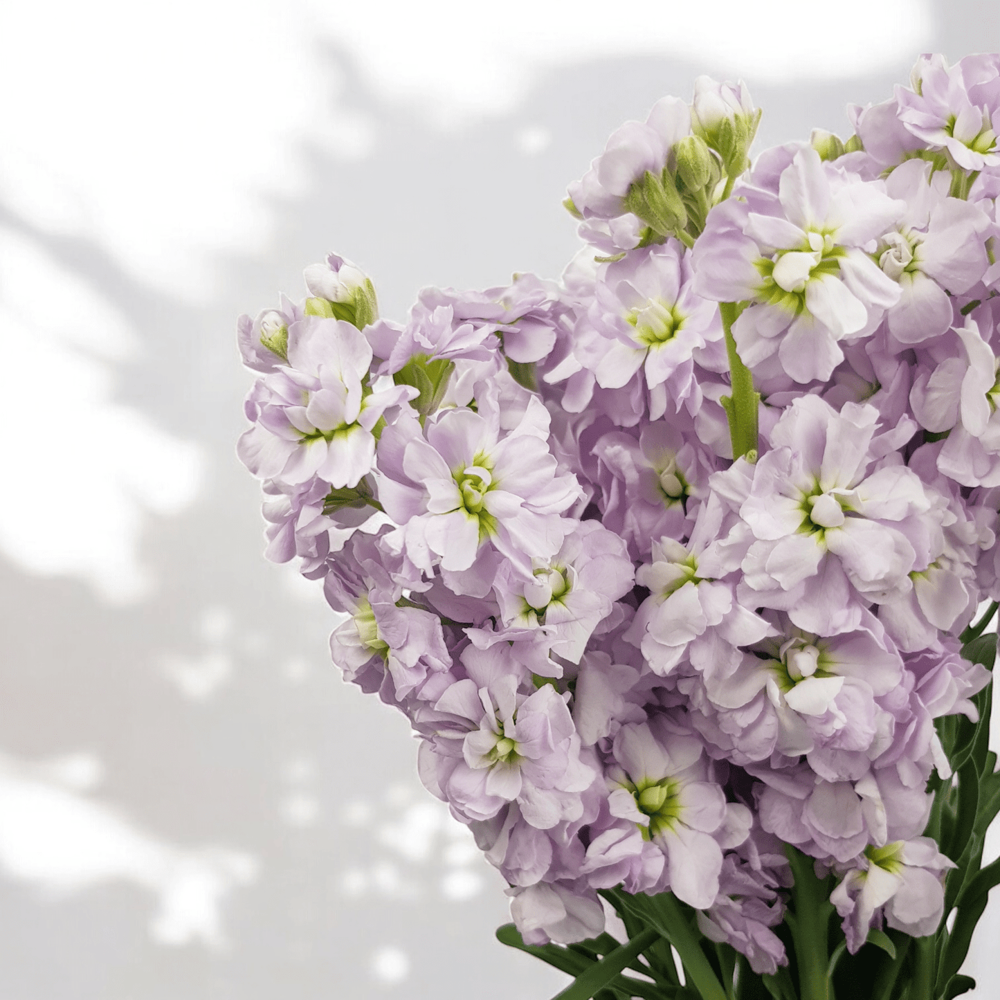 Matthiola - Lilac