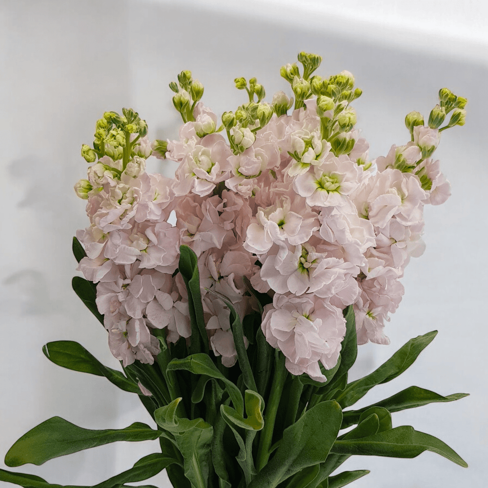 Matthiola - Light Pink