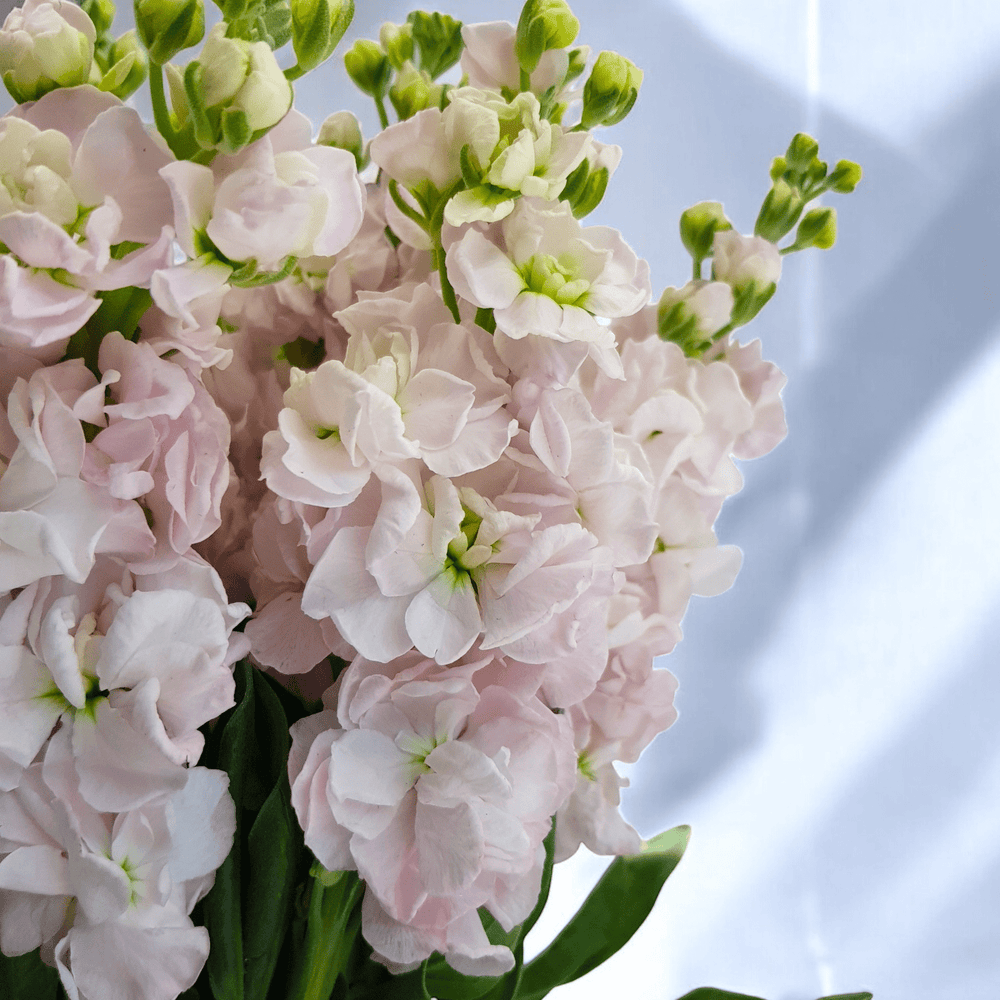 Matthiola - Light Pink