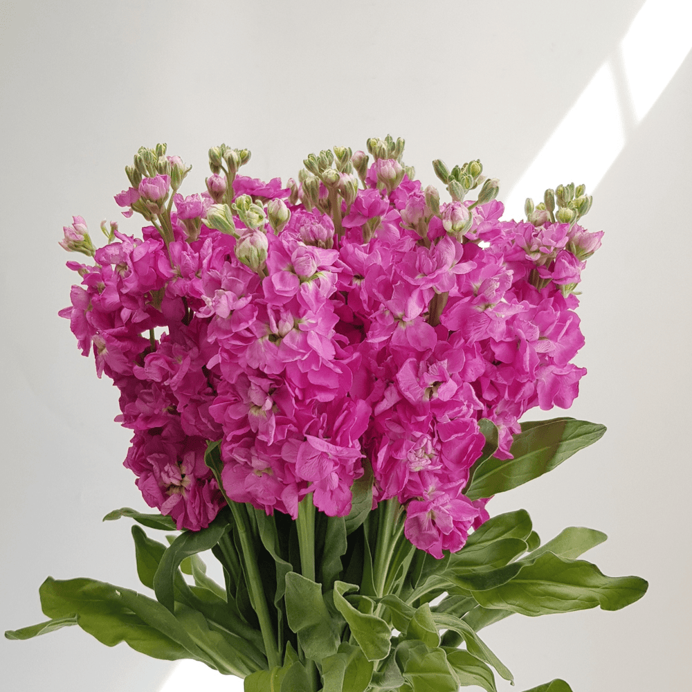 Matthiola - Pink