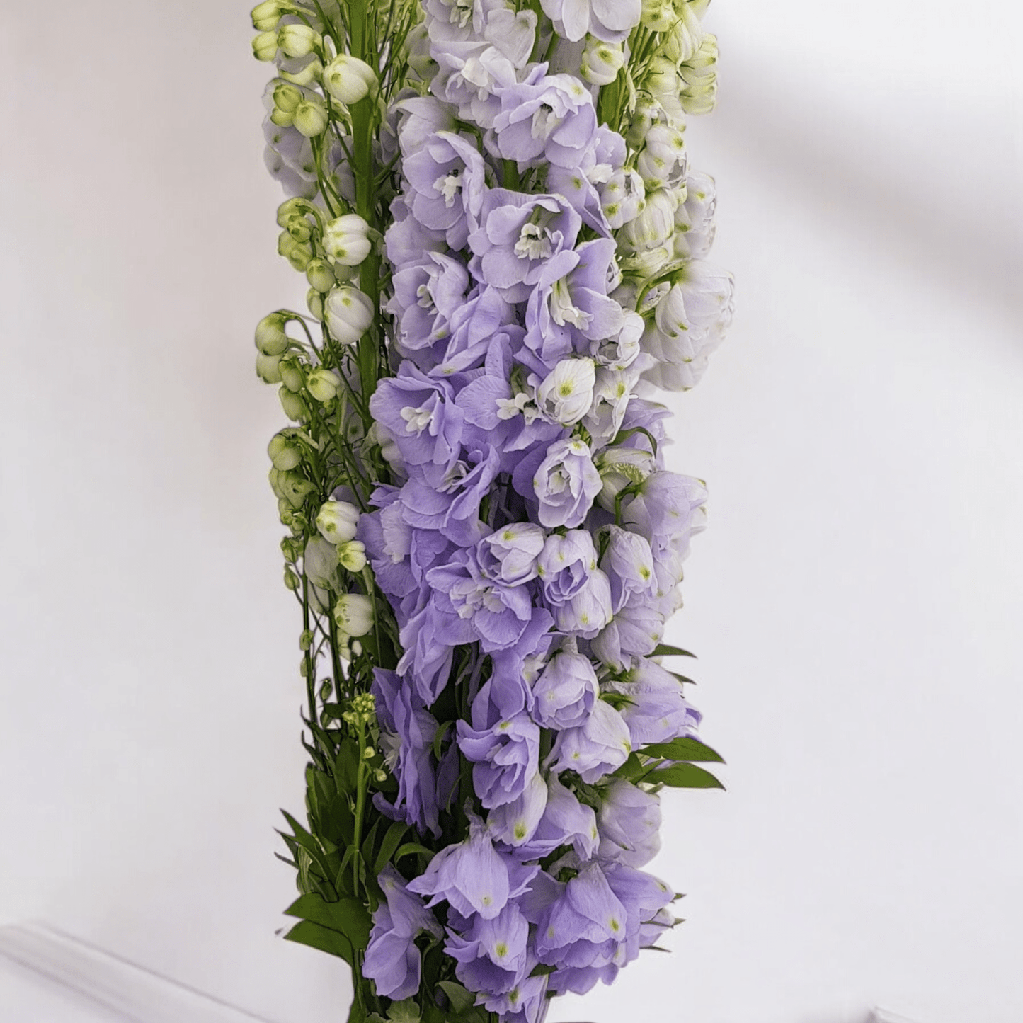 Delphinium Belladonna - Lilac