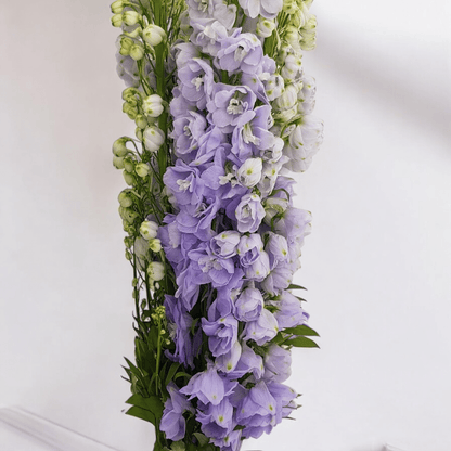 Delphinium Belladonna - Lilac