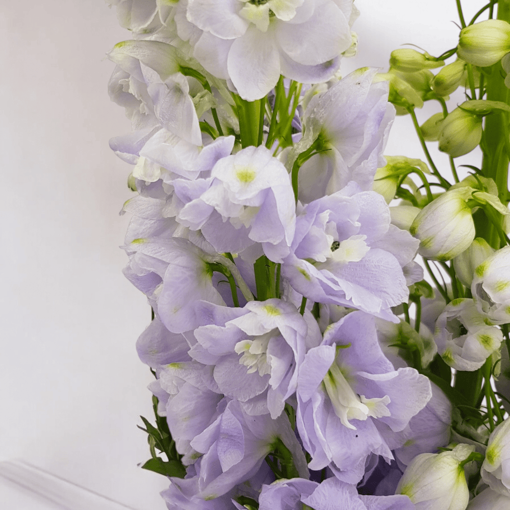 Delphinium Belladonna - Lilac