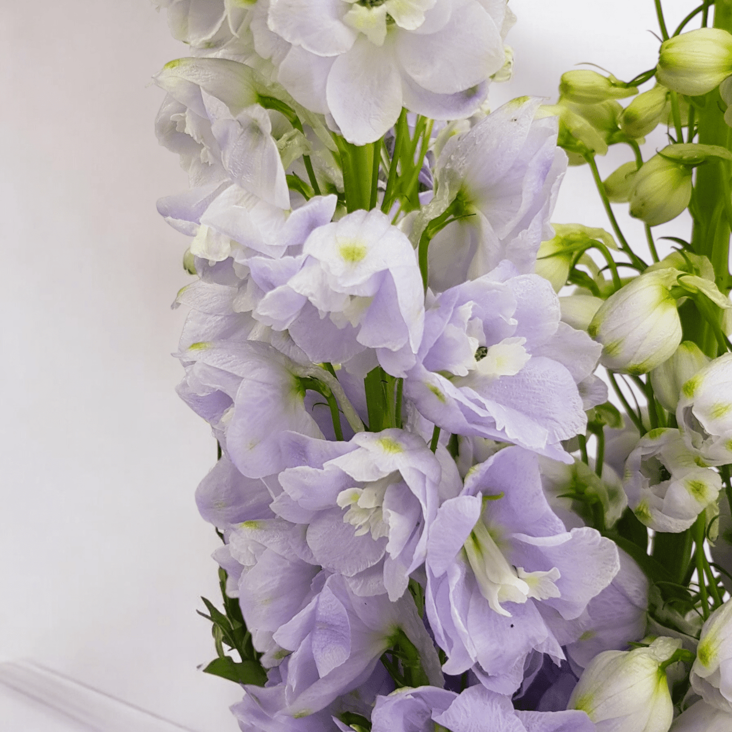 Delphinium Belladonna - Lilac