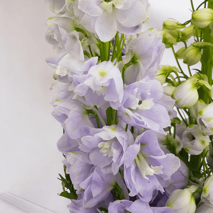 Delphinium Belladonna - Lilac