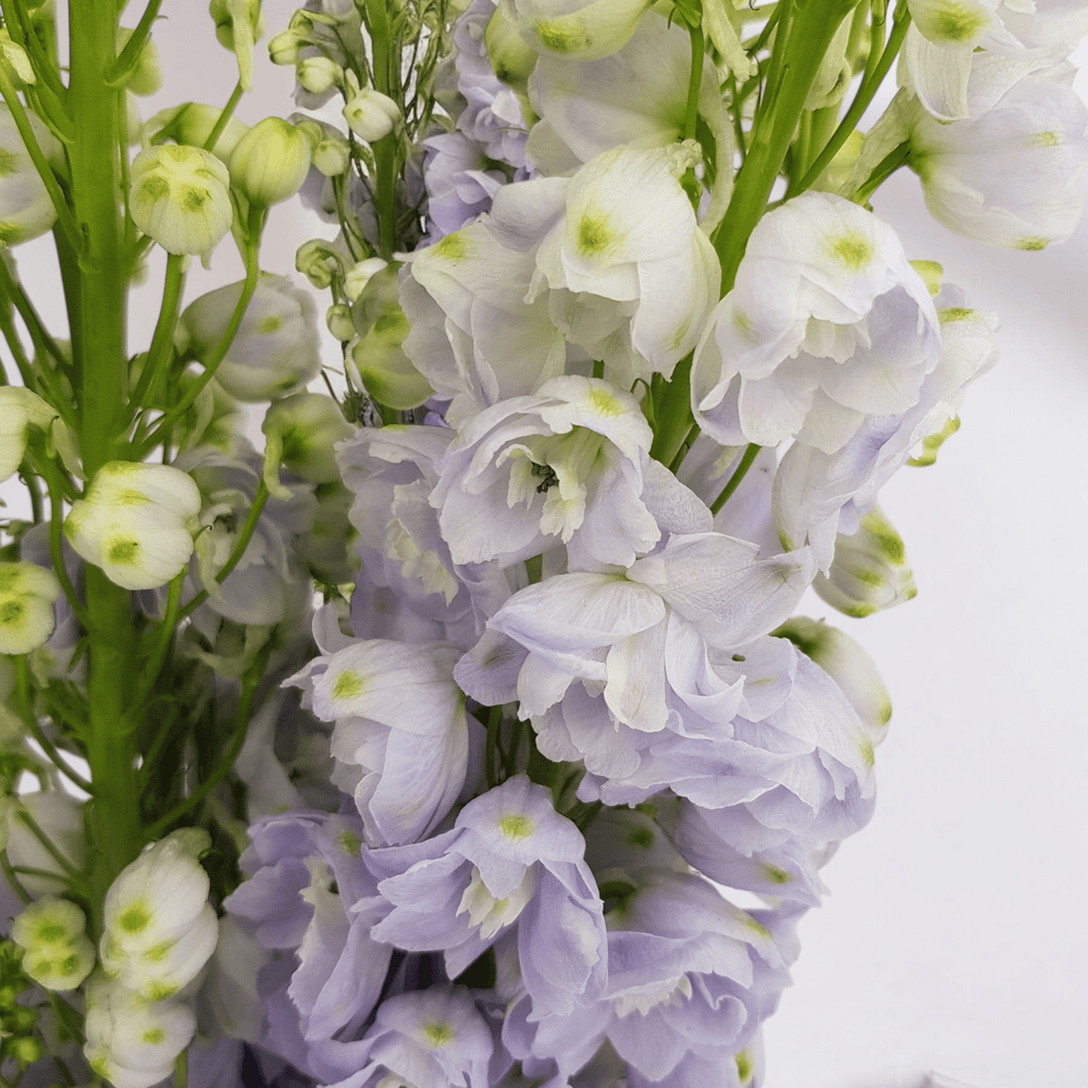 Delphinium Belladonna - Lilac