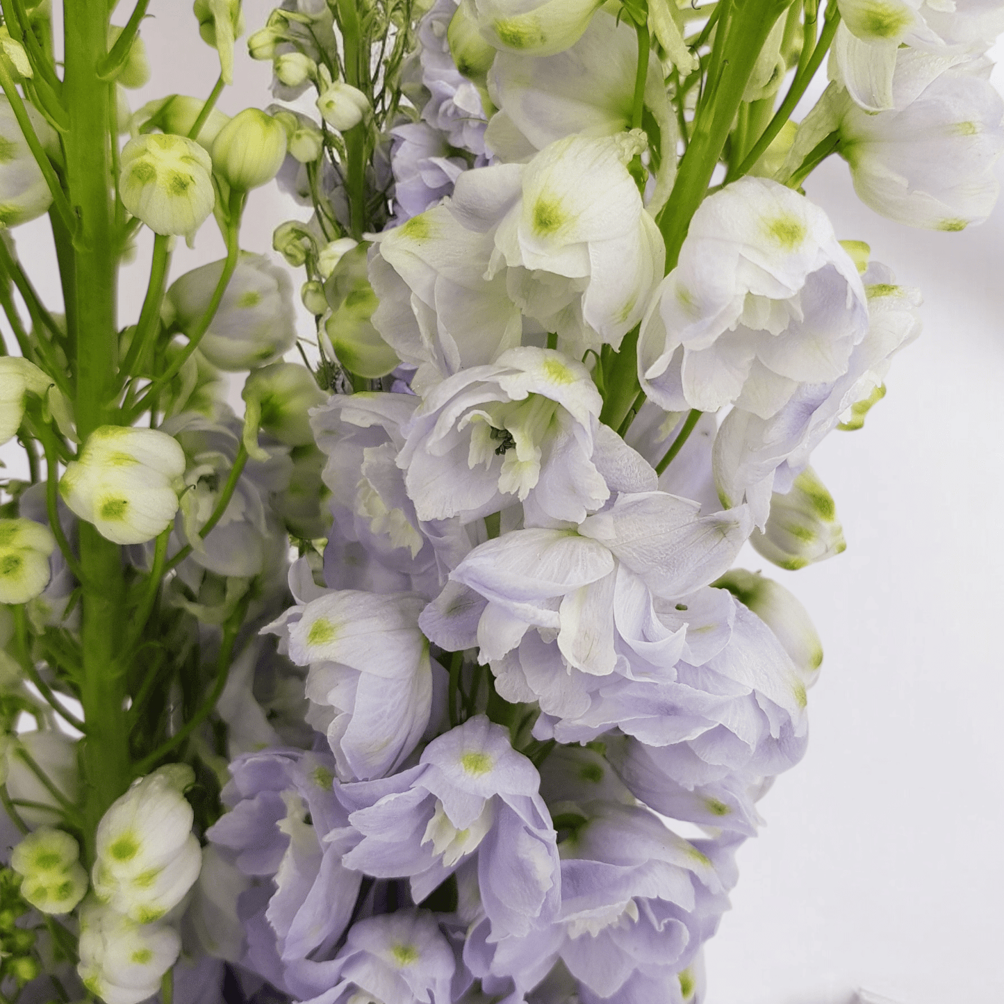 Delphinium Belladonna - Lilac