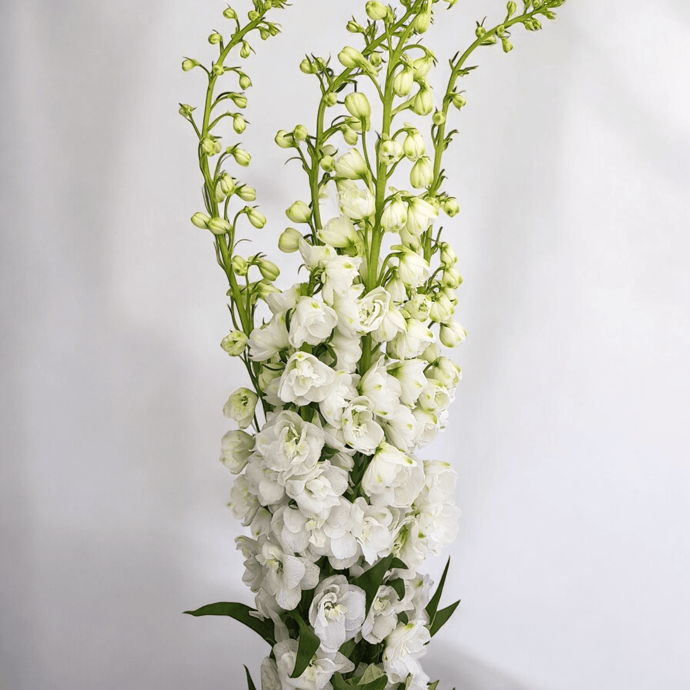 Delphinium Belladonna - White