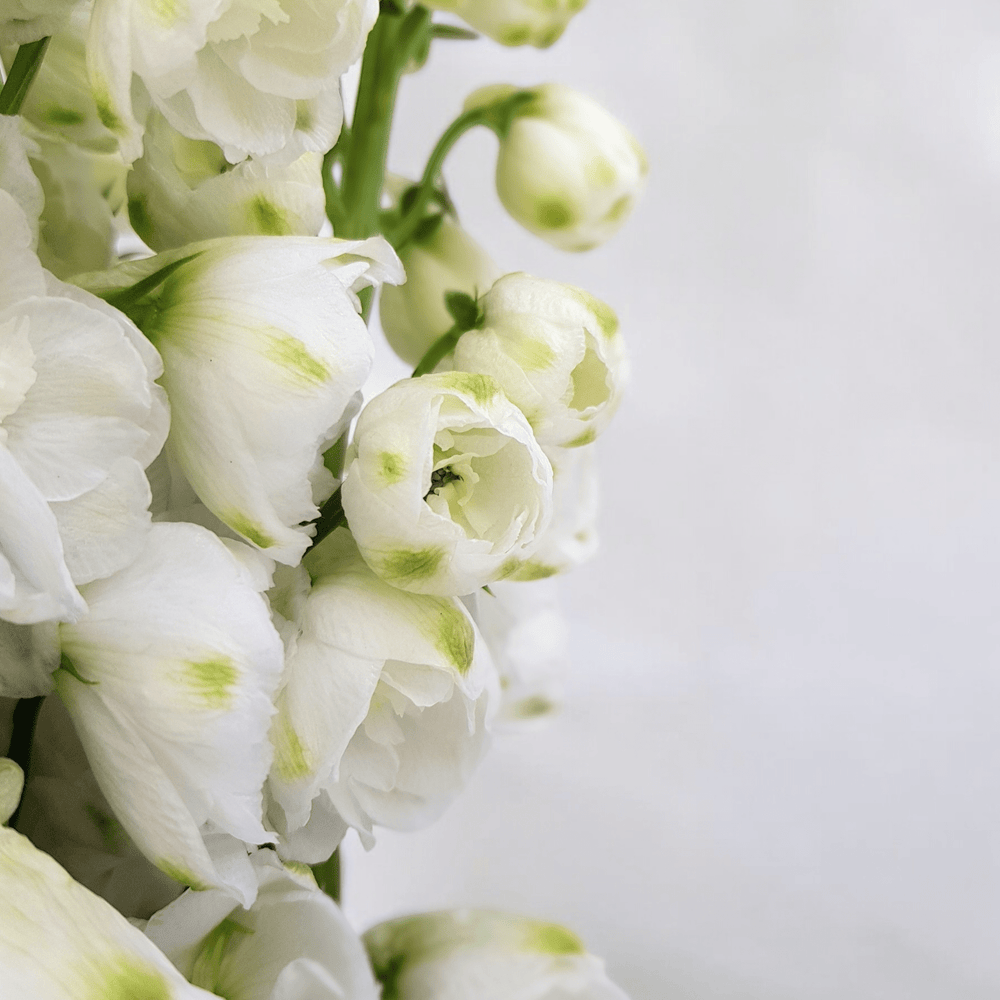 Delphinium Belladonna - White