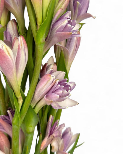 Tuberose - Pink (10 Stalks)