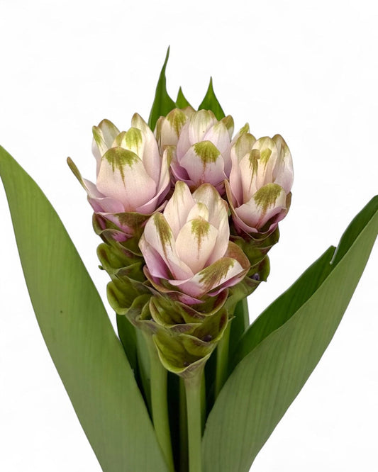 Curcuma - Pink (5 stems)