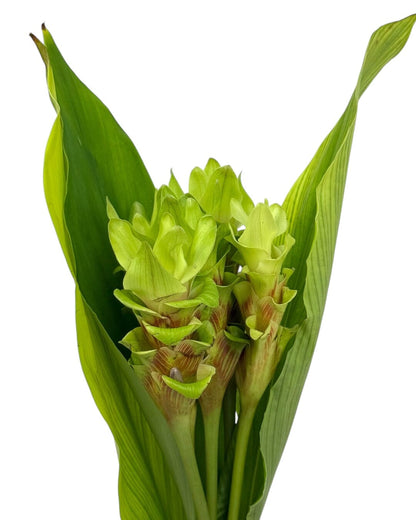 Curcuma - Green (5 stems)