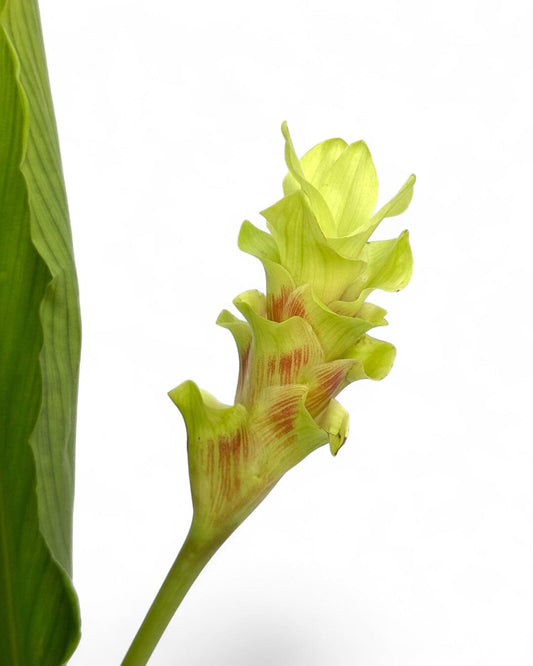 Curcuma - Green (5 stems)