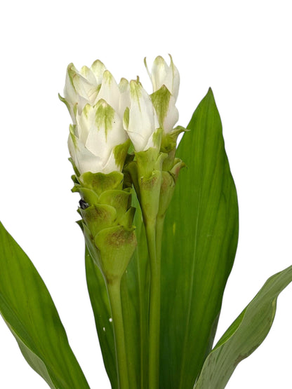 Curcuma - White (5 stems)