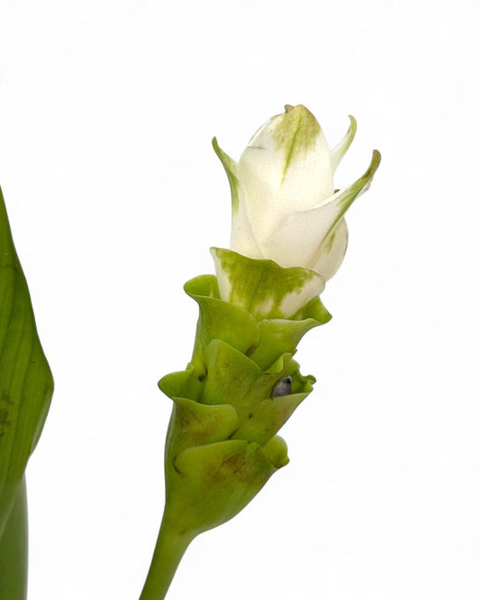 Curcuma - White (5 stems)