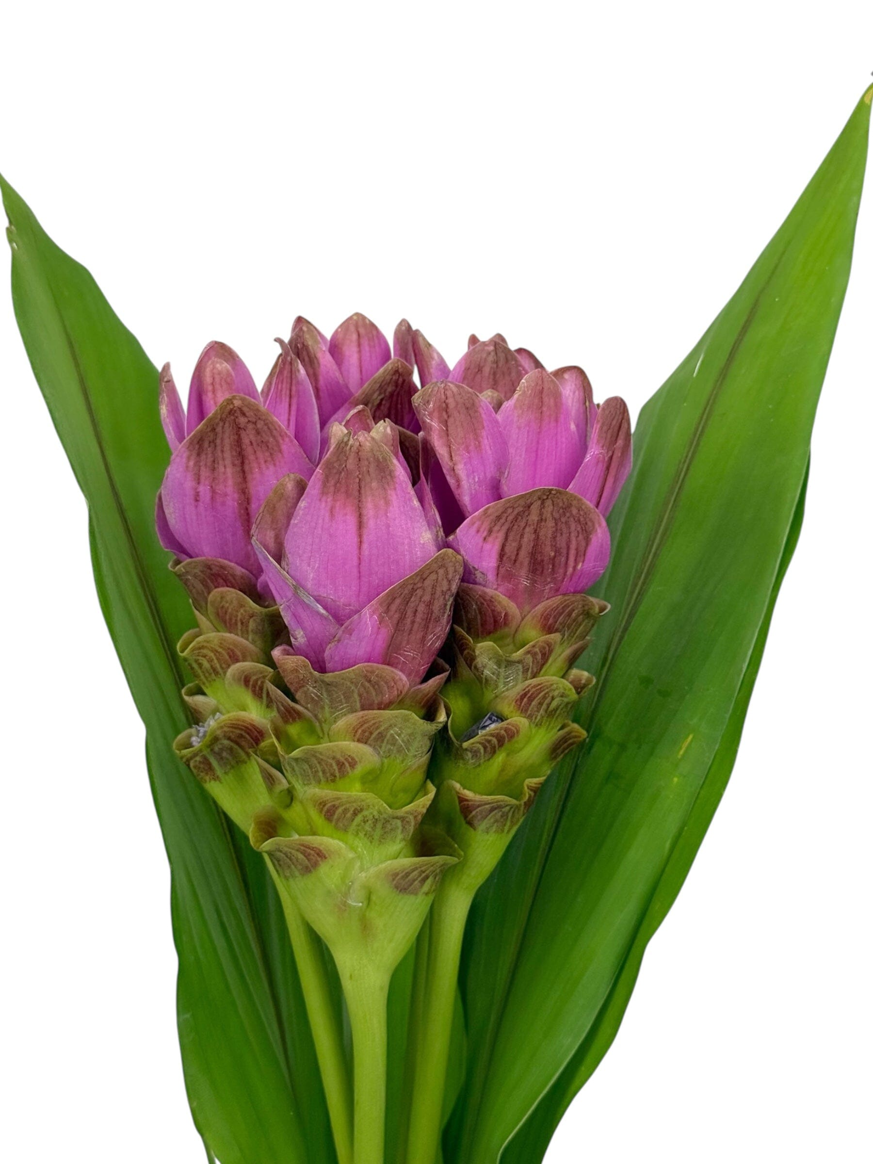 Curcuma - Purple (5 stems) – Floristika.com.my