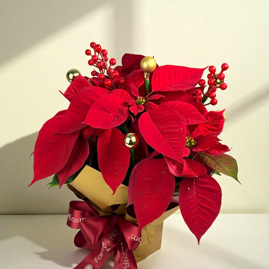 Festive Classic Blooms - Fresh Poinsettia