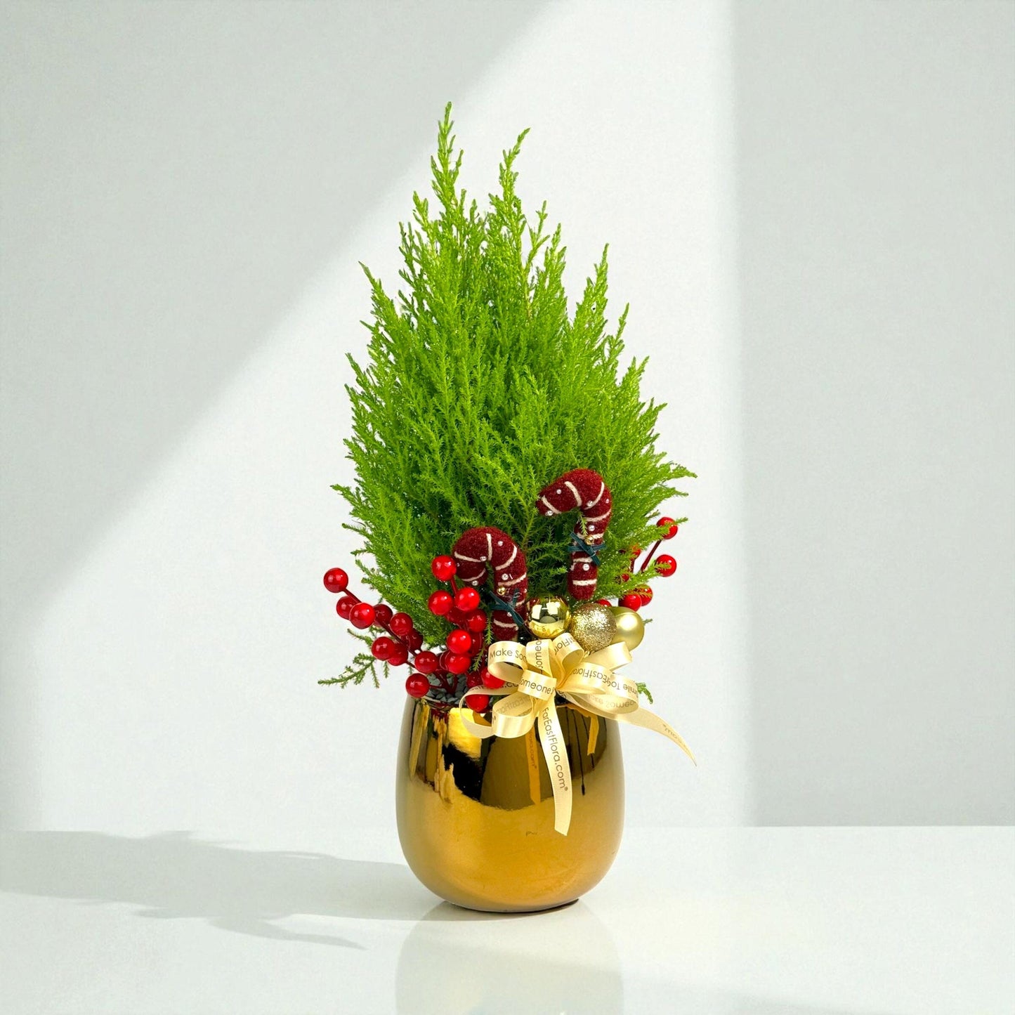 Jolly Fir Christmas Ellwoodii