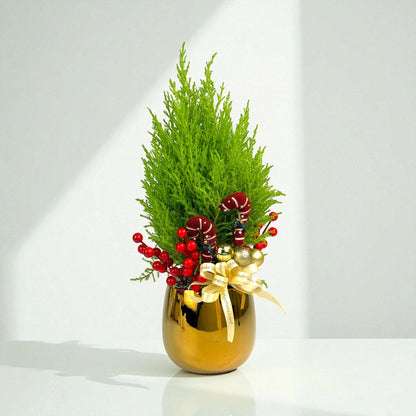 Jolly Fir Christmas Ellwoodii