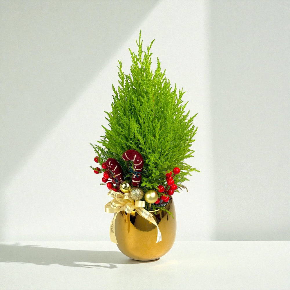 Jolly Fir Christmas Ellwoodii