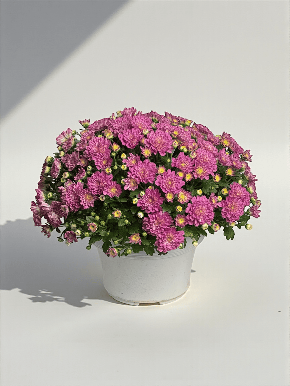 Chrysanthemum - Pink (P210)