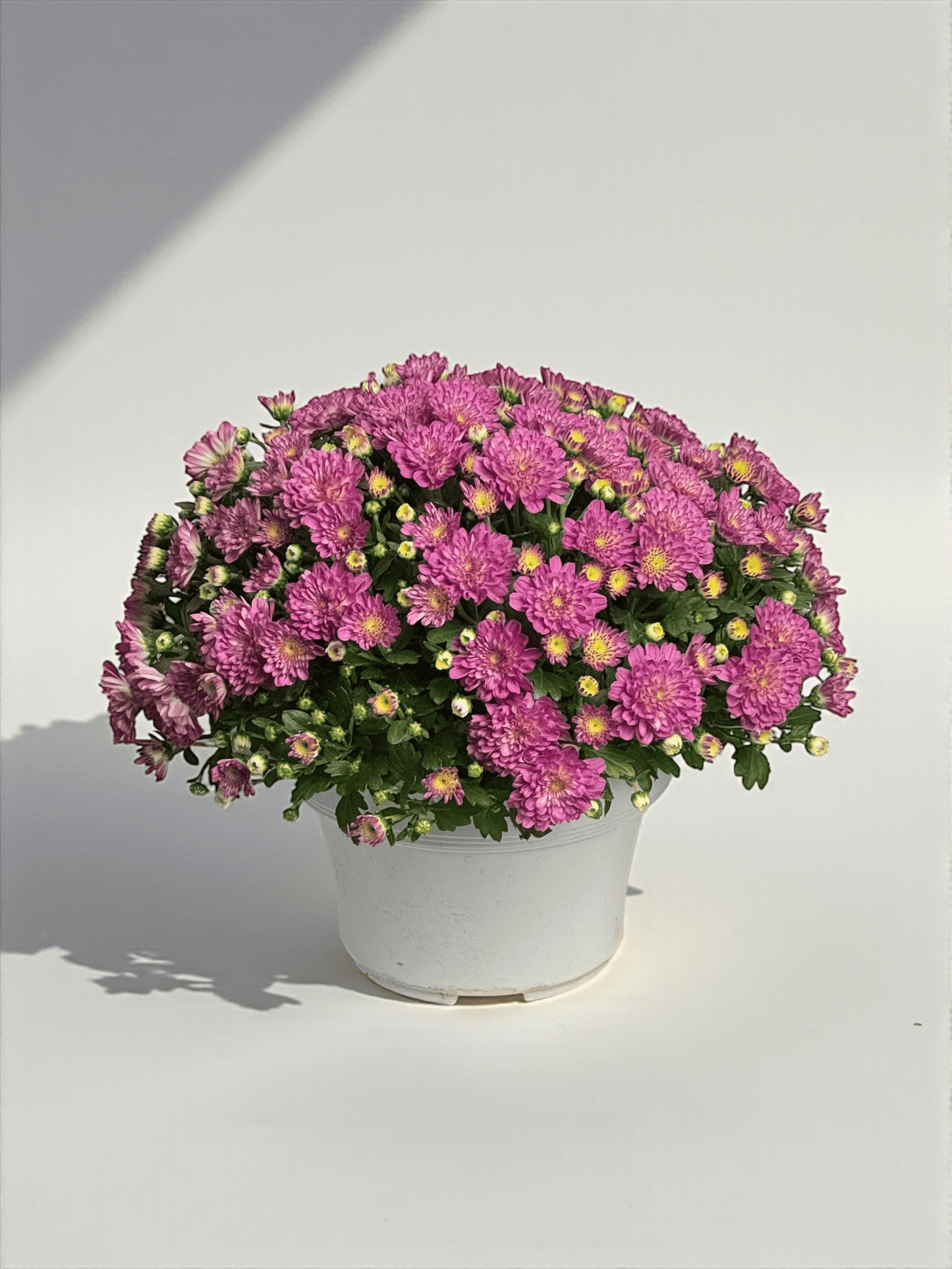 Chrysanthemum - Pink (P210)