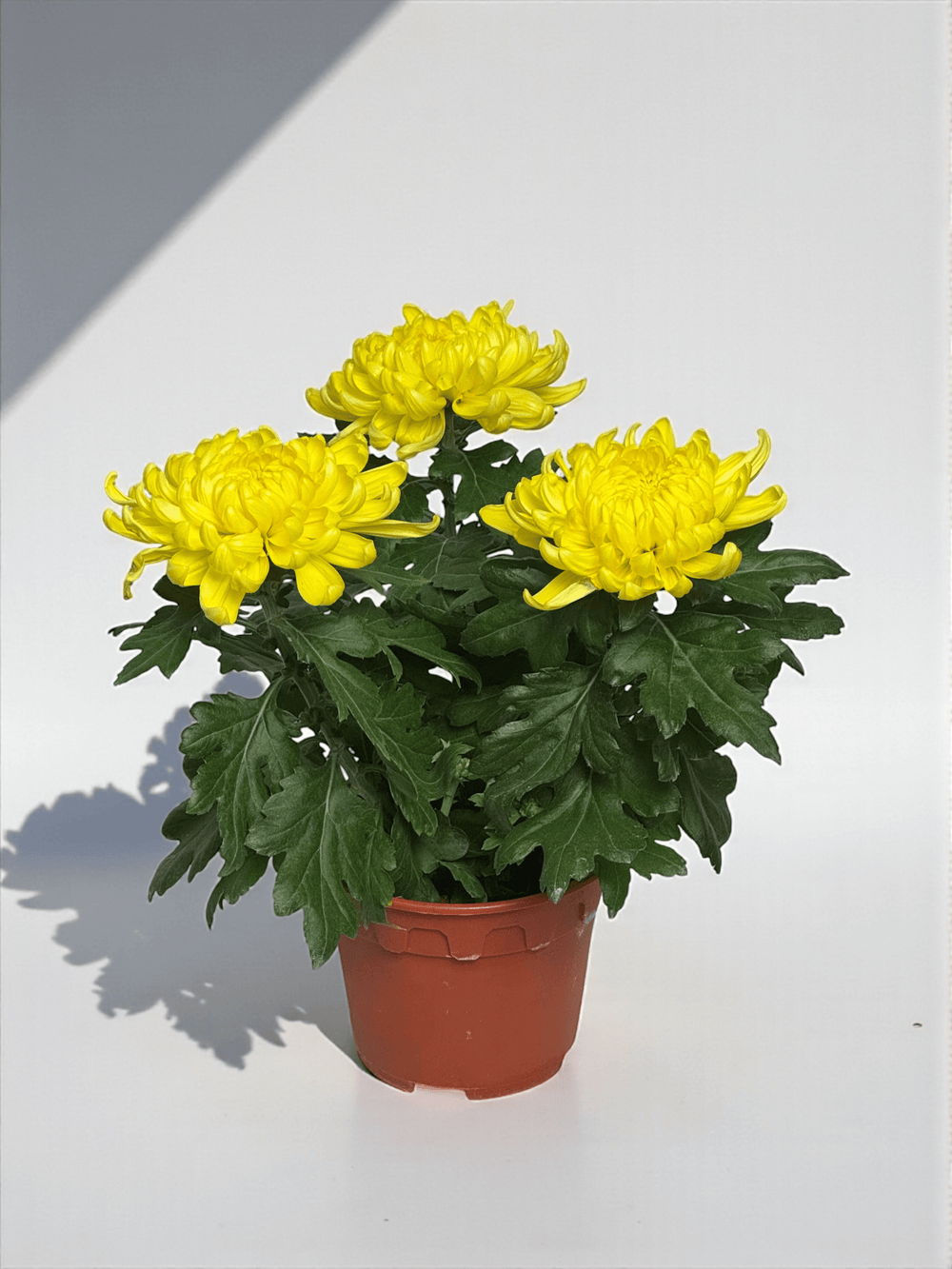 Chrysanthemum Cosmo - Yellow (P150)