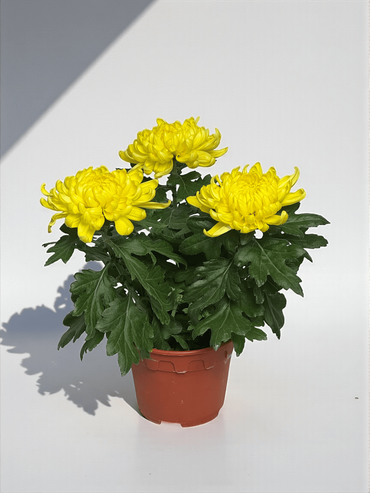 Chrysanthemum Cosmo - Yellow (P150)