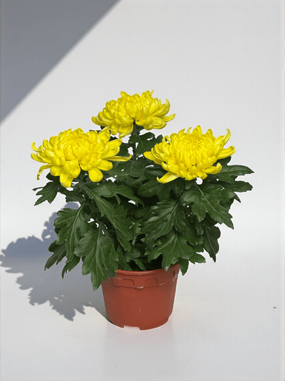 Chrysanthemum Cosmo - Yellow (P150)