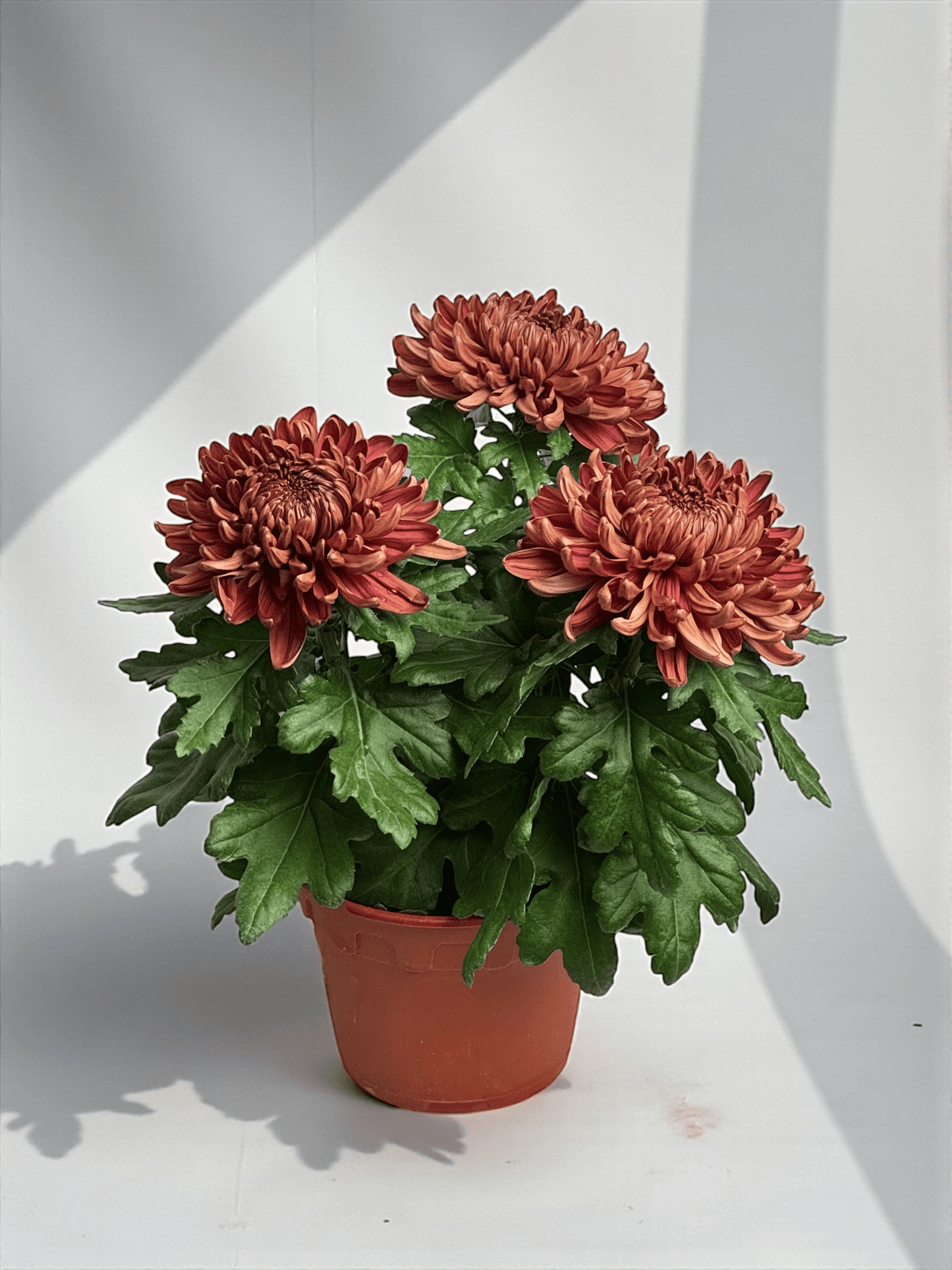 Chrysanthemum Cosmo - Brown (P150)
