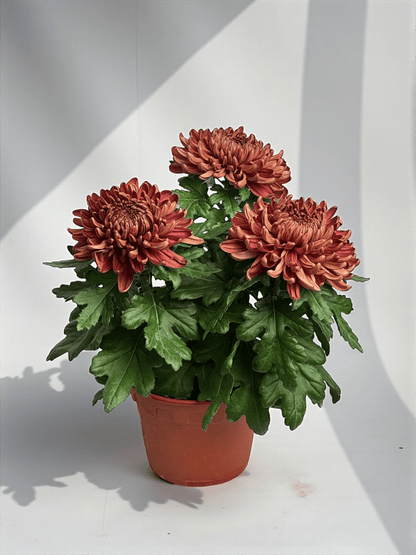 Chrysanthemum Cosmo - Brown (P150)