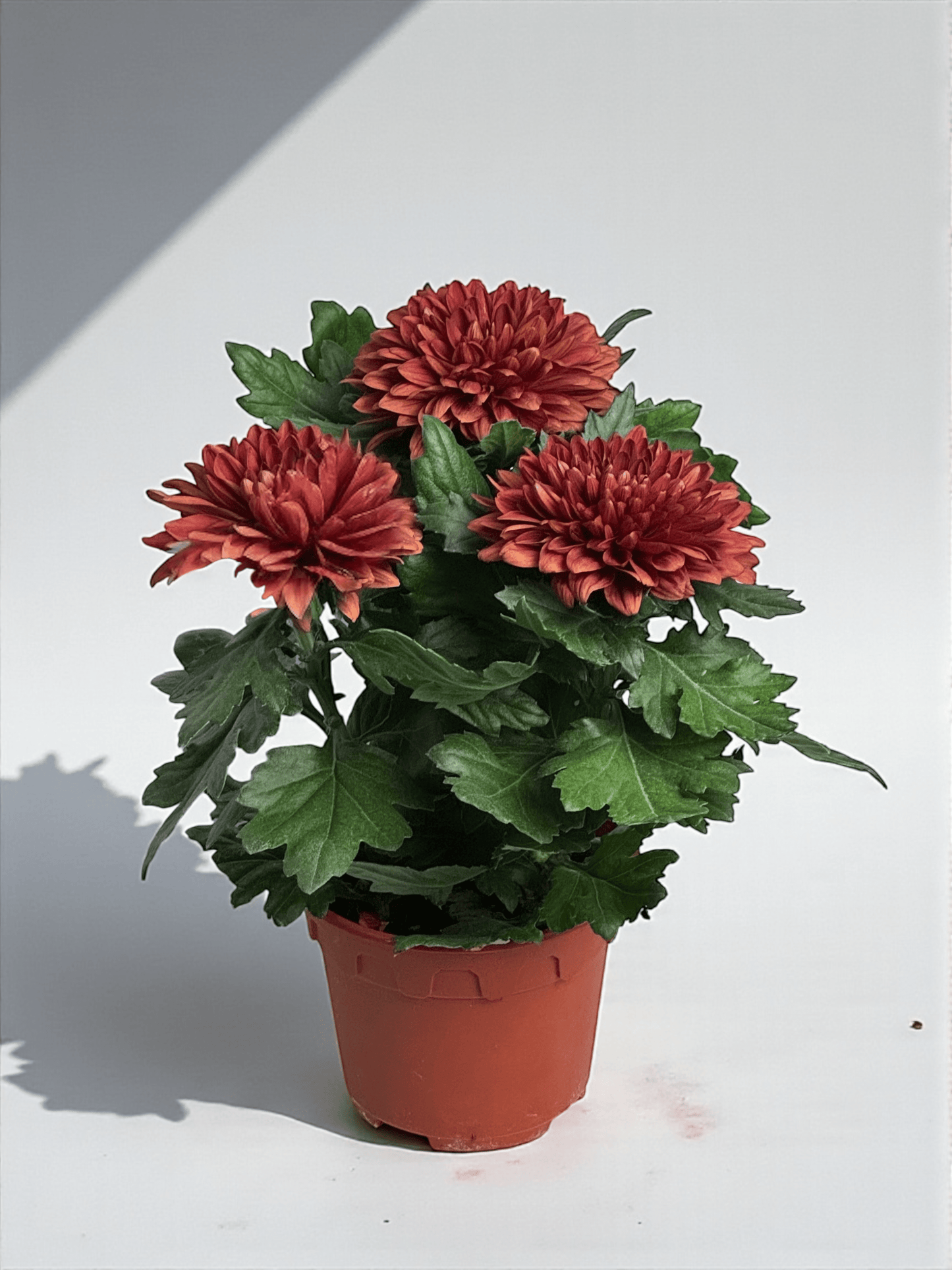 Chrysanthemum Cosmo - Brown (P150)