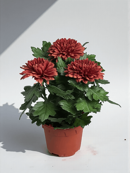 Chrysanthemum Cosmo - Brown (P150)