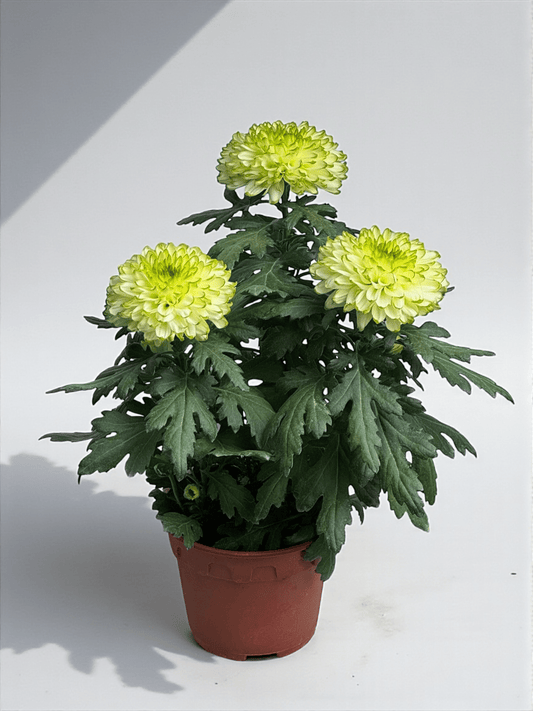 Chrysanthemum Cosmo - Milk White Green (P150)