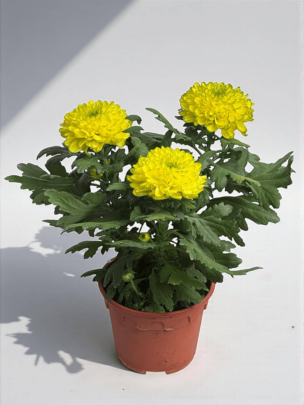 Chrysanthemum Cosmo - Yellow Green (P150)