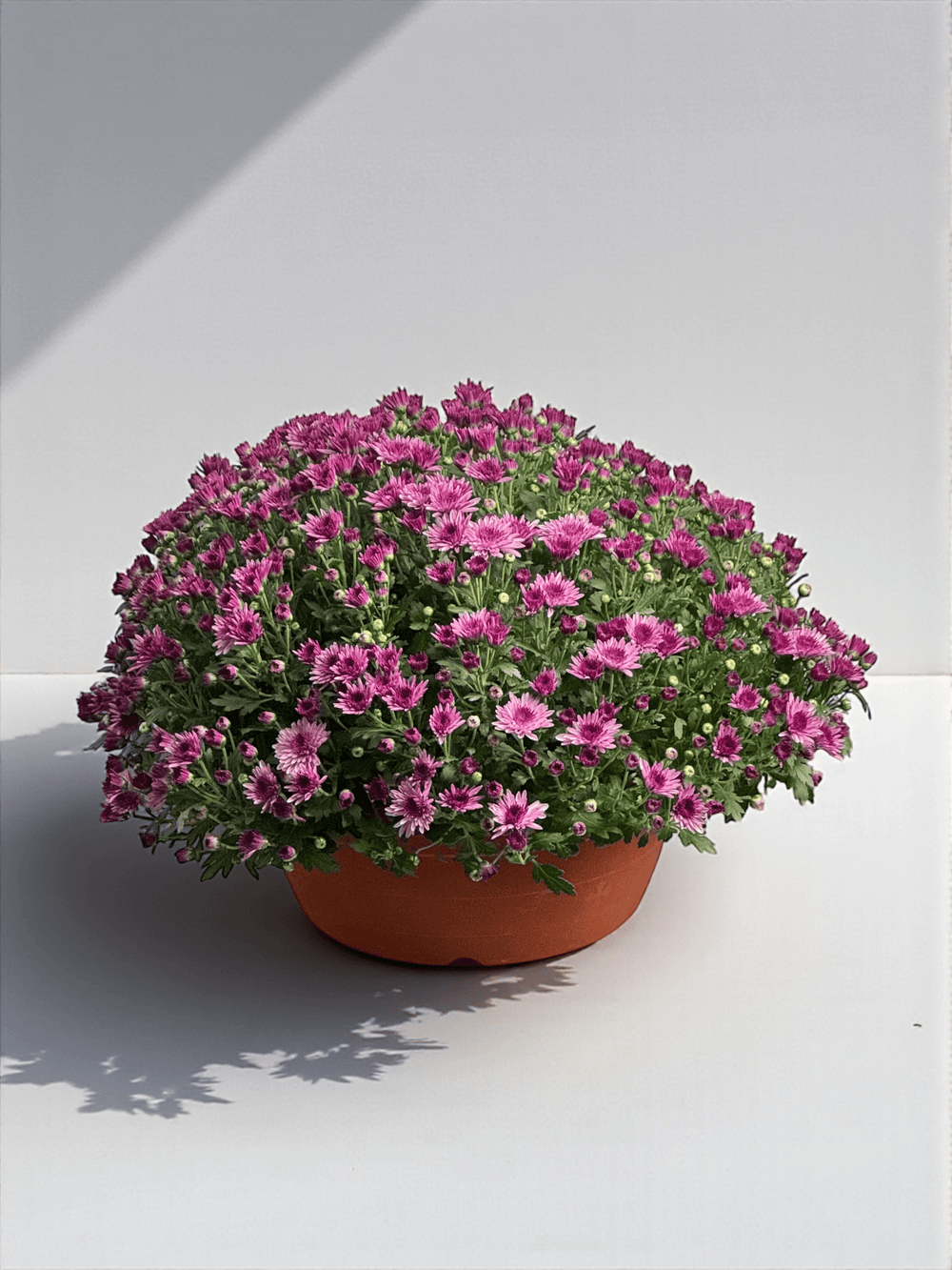 Chrysanthemum - 2 Tone Purple (P310)