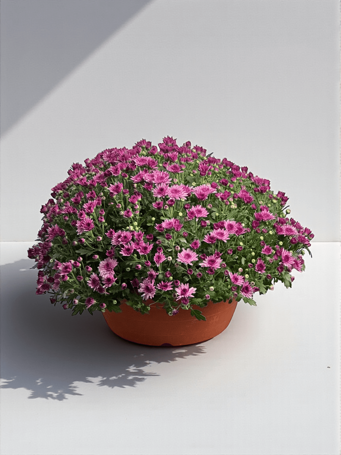 Chrysanthemum - 2 Tone Purple (P310)