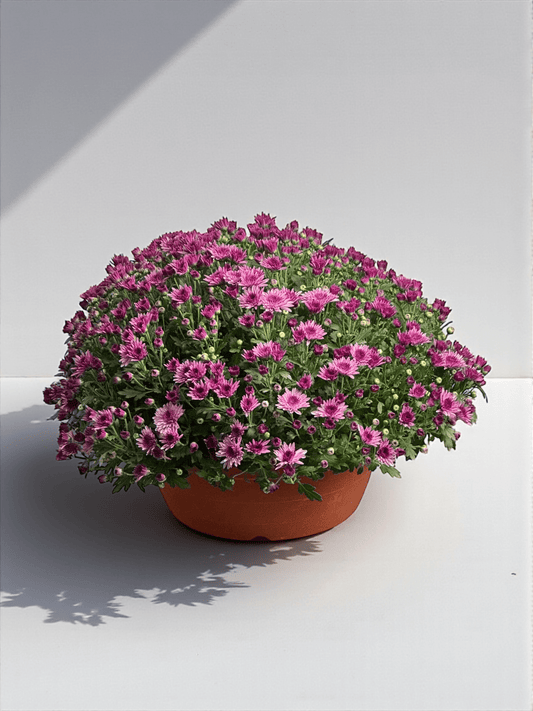 Chrysanthemum - 2 Tone Purple (P310)