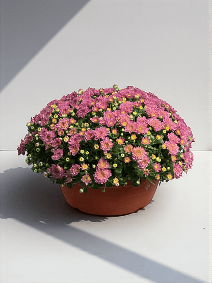 Chrysanthemum - Pink (P310)