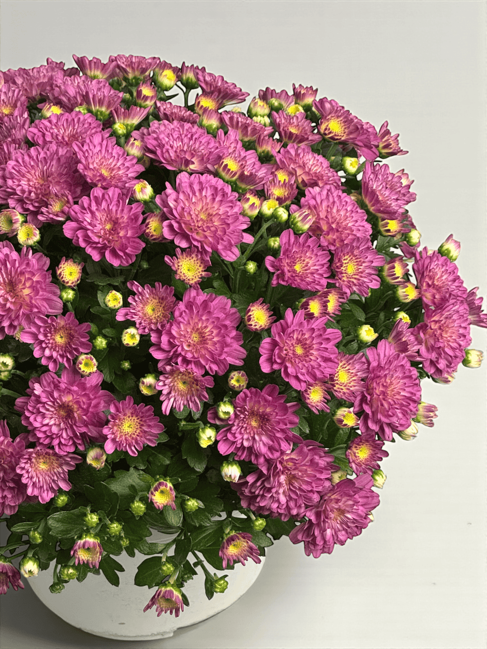 Chrysanthemum - Pink (P210)