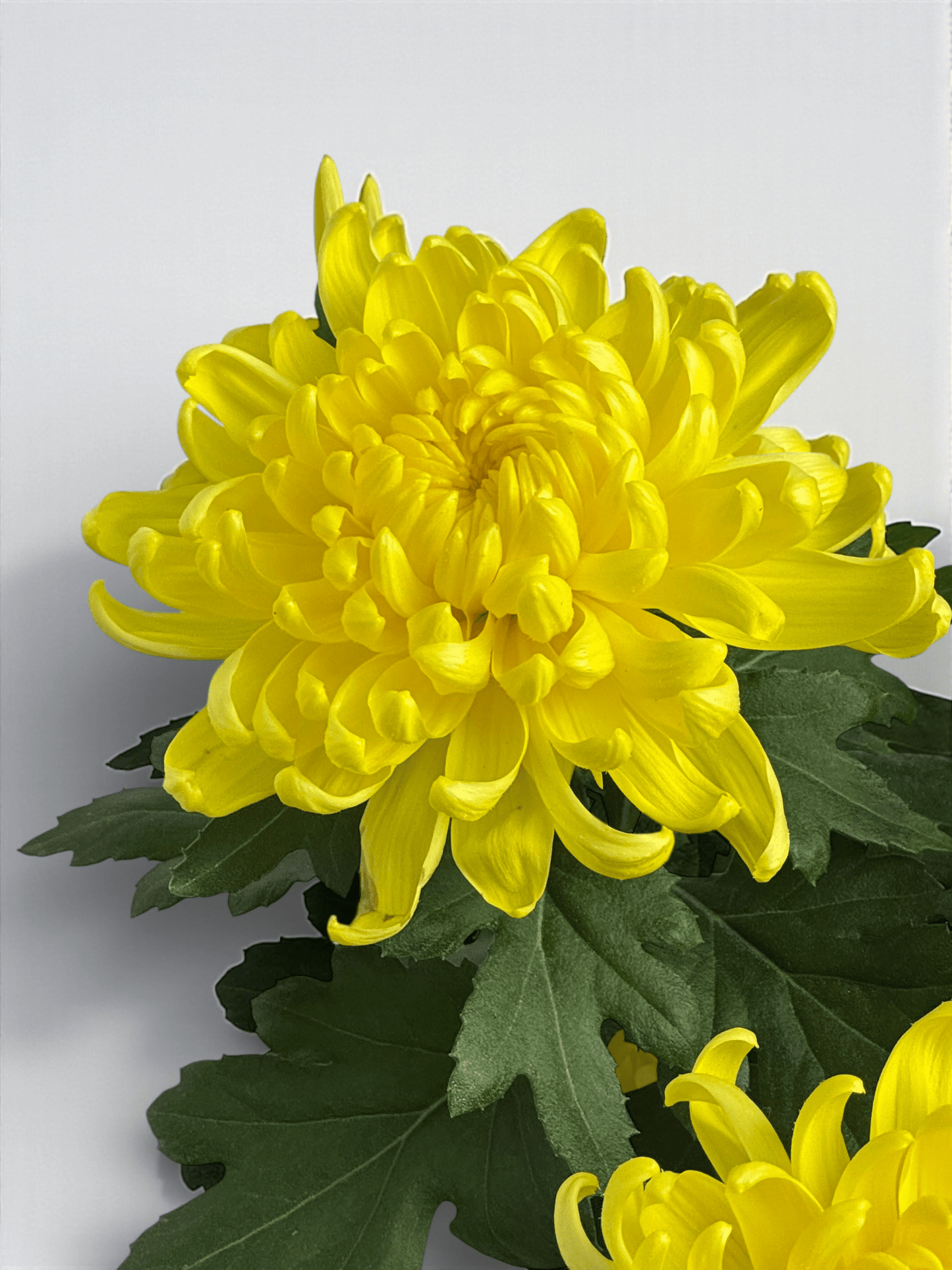 Chrysanthemum Cosmo - Yellow (P150)