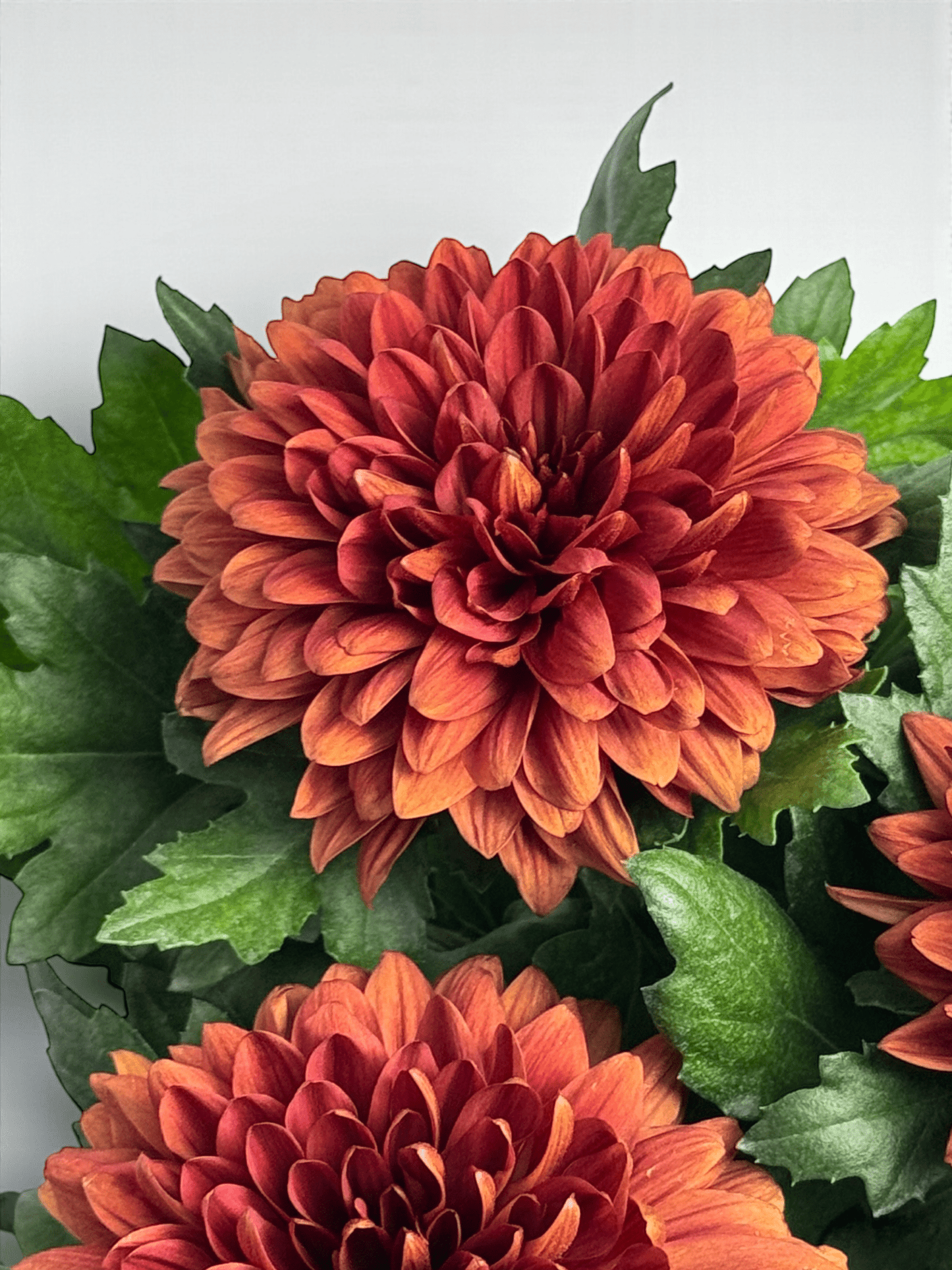 Chrysanthemum Cosmo - Brown (P150)