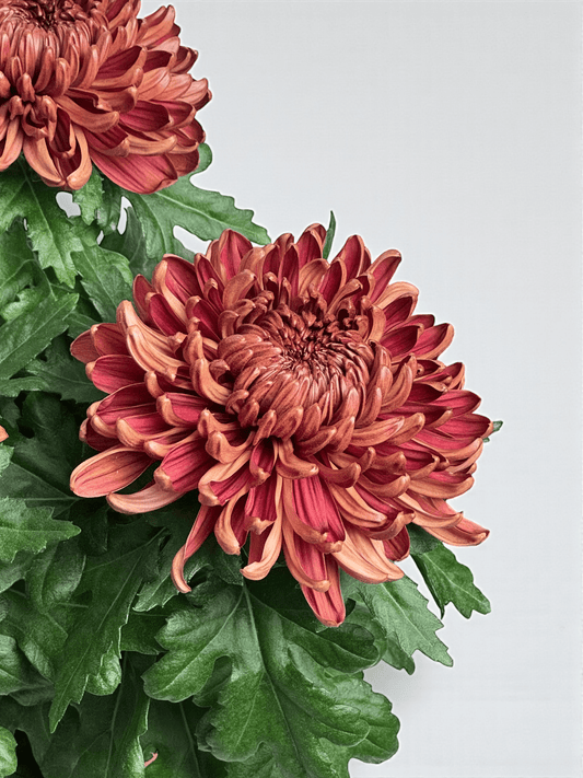 Chrysanthemum Cosmo - Brown (P150)