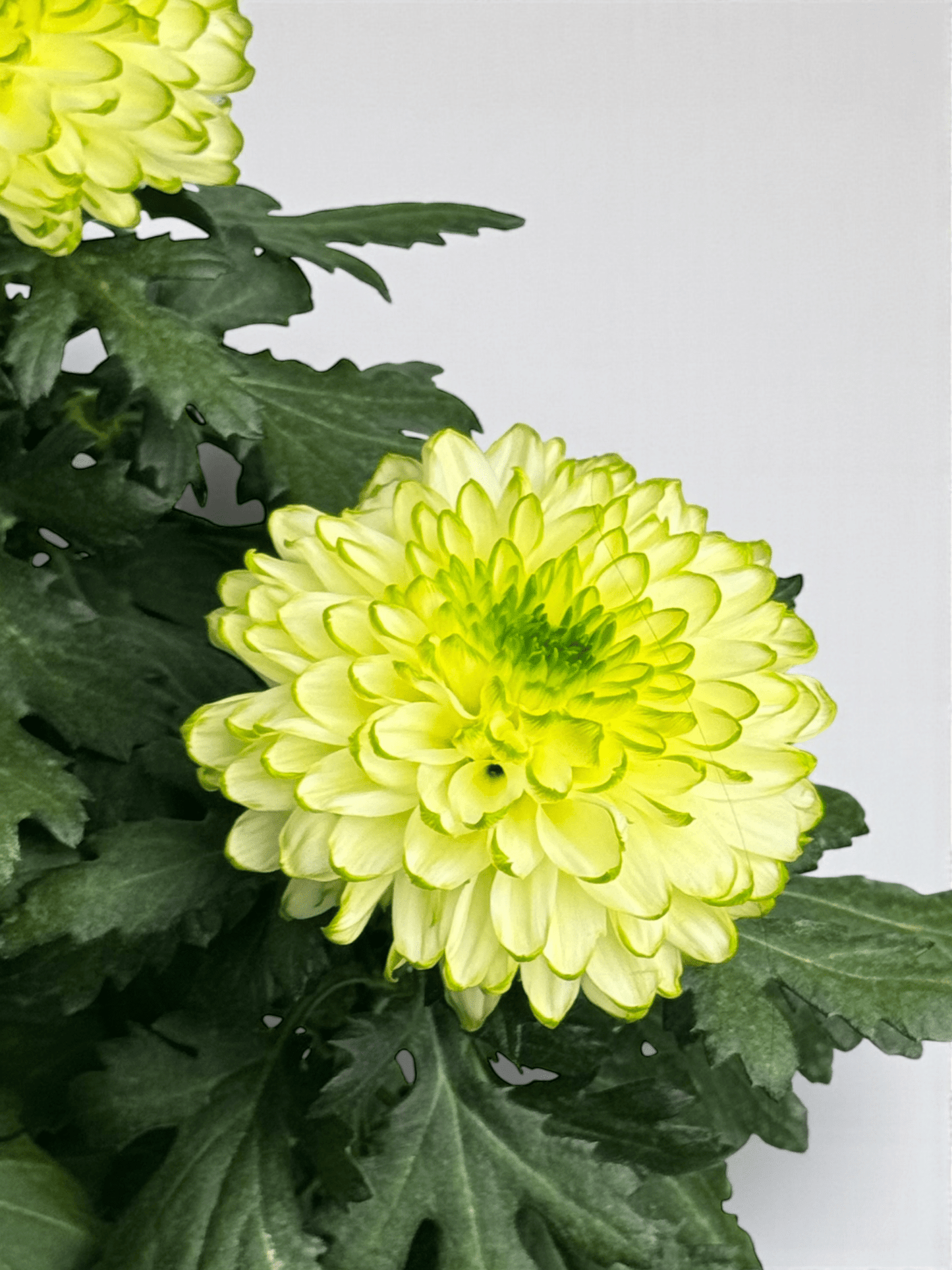 Chrysanthemum Cosmo - Milk White Green (P150)