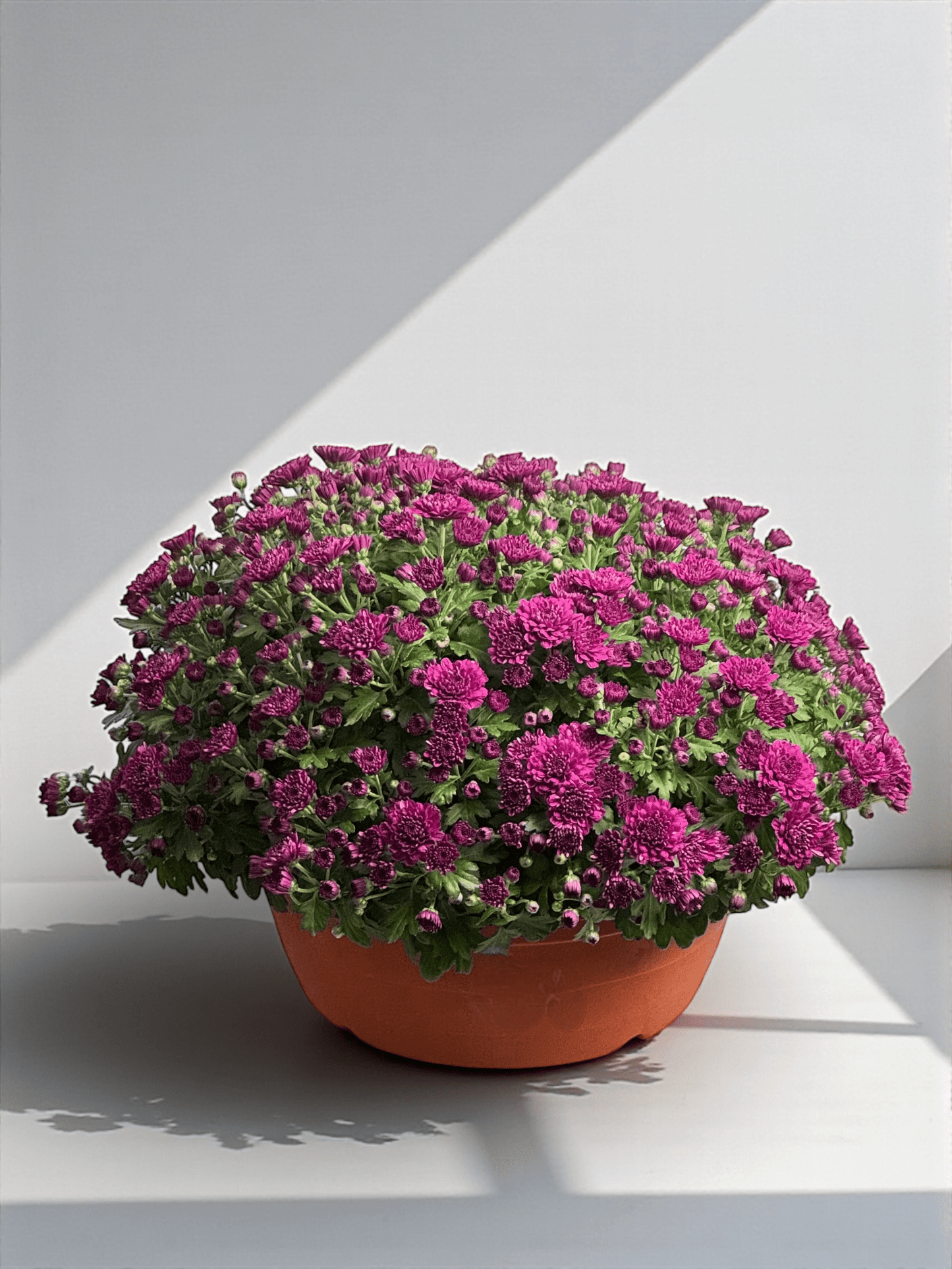 Chrysanthemum - Purple (P310)